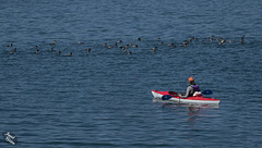 Kayaker Appreciating Flock of Common Mergansers on Lake Paulina (+14 insets!)