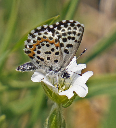 Insekten Highlights 2021 (3) - Der Fetthennen-Bläuling - Insect Highlights 2021 - The chequered blue - PiP