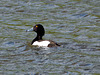 Tufted Duck  (male)