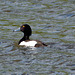 Tufted Duck  (male)