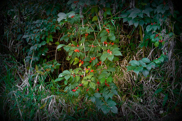 Fall/red & green