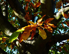 Sweet Chestnut