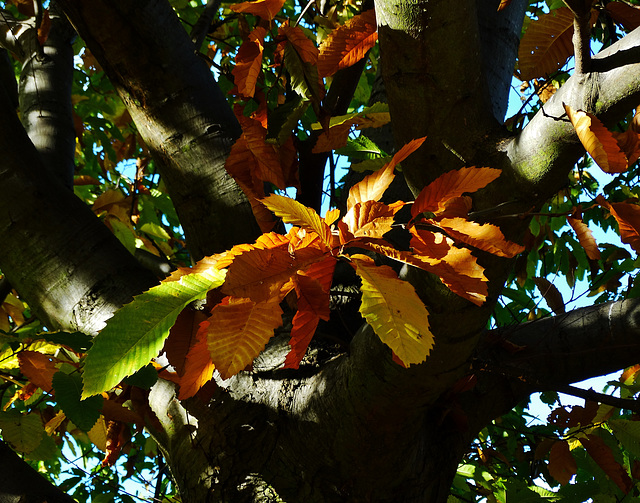 Sweet Chestnut