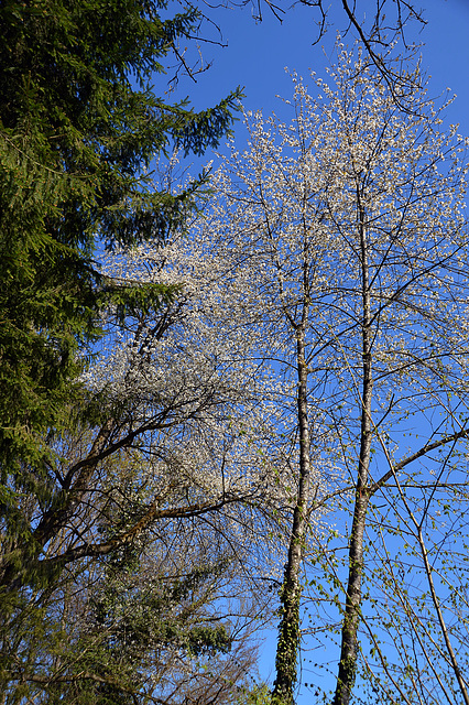 Grün-Weiss-Blau