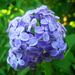 Lilas du jardin