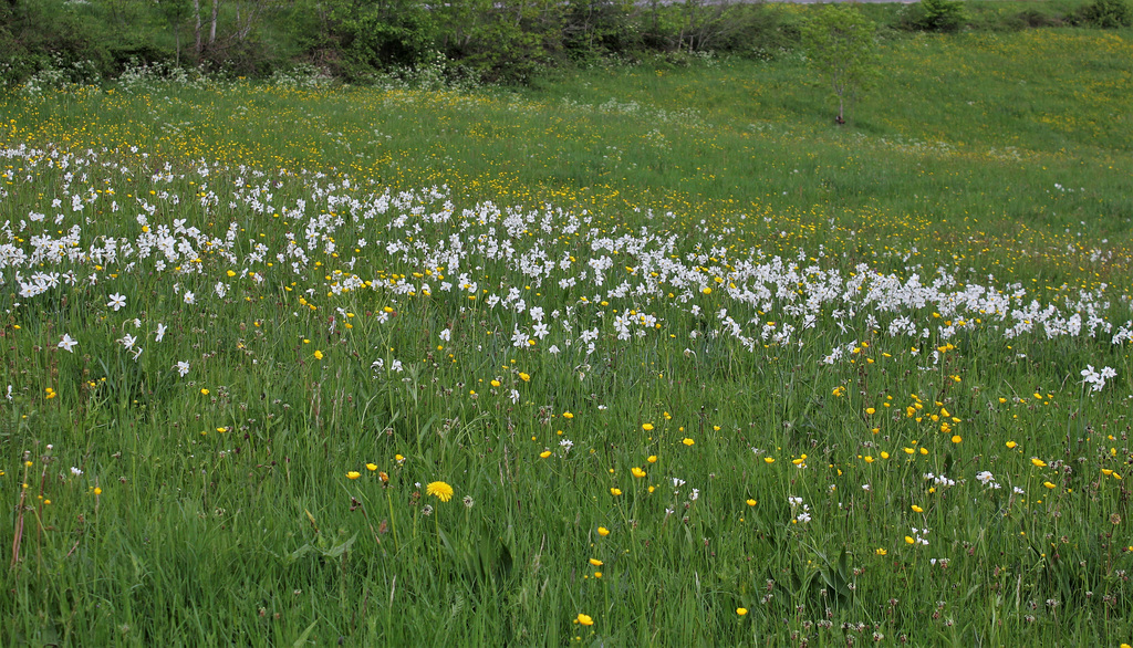 Narcissus poeticus  (1)