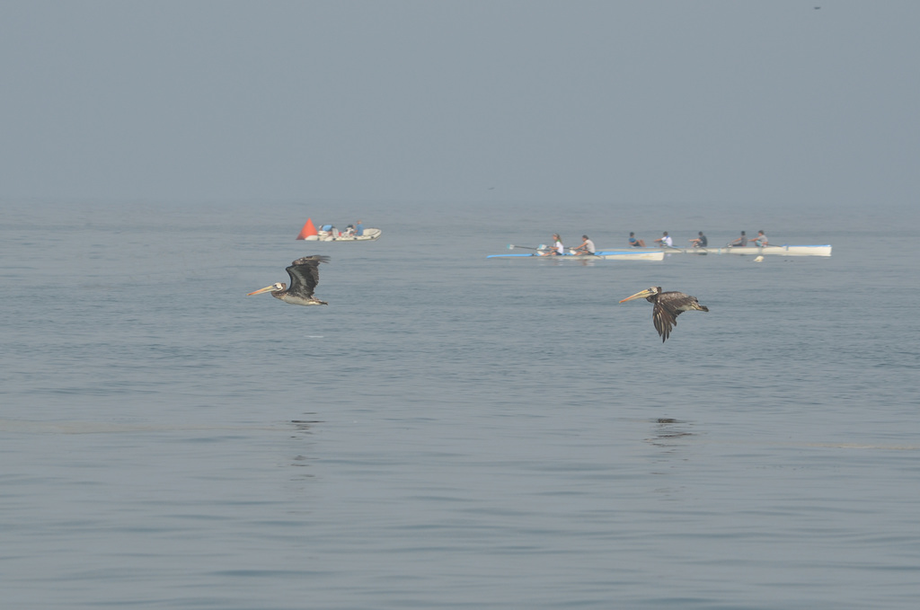 Lima, Playa Agua Dulce, A Couple of Pelicans in Low Level Flight