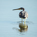 Day 4, Tricolored Heron fishing
