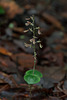 Neottia smallii (Appalachian Twayblade orchid)