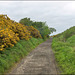 The Cinder Track