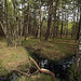 Słowiński Park Narodowy (1)