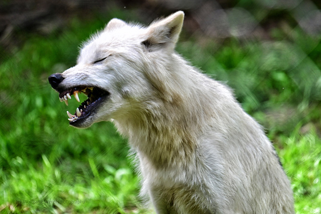 Wolfspark_06