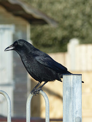 Carrion Crow (5) - 13 January 2015