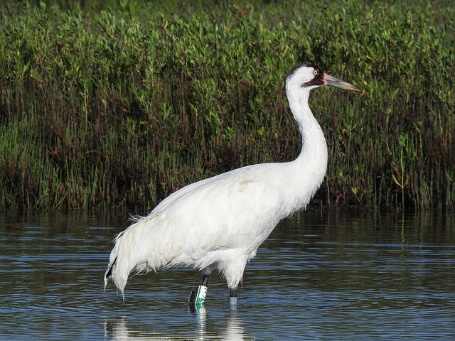 Day 3, Whooping Crane male (i.e. dad), Aransas National Wildlife Refuge, South Texas