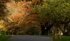 The Autumn golds of Alexandra Park