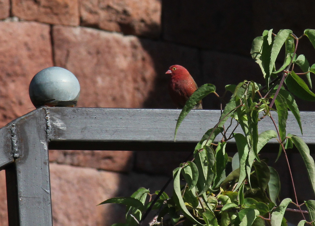 Red-billed Firefinch - Lalibela