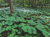 Ground cover - Ligularia sp.? -  in dense woodland.