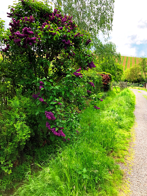 Frühling in Bachem