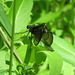 Ebony Jewelwing, female