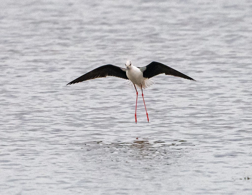 Black-winged stilt