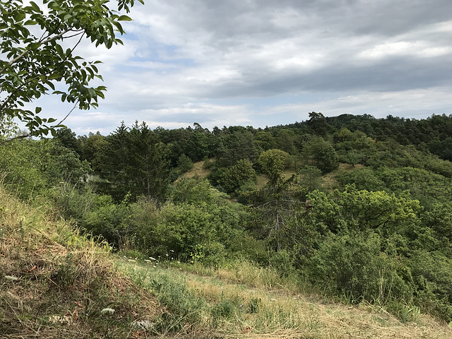 Föhrberg und Friedwald Entringen