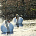 Mute Swans on patrol