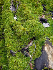 Moos und Totholz als Gehilfen für den Wald