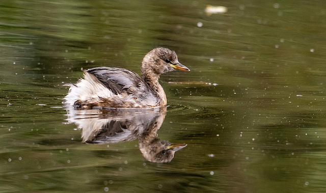 Little grebe