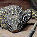 20230728 3334CPw [D~HF] Echse, Tierpark Herford