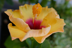 hibiscus rosa sinensis