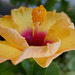 hibiscus rosa sinensis