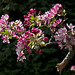 Intense colors of the flowers on the dark background