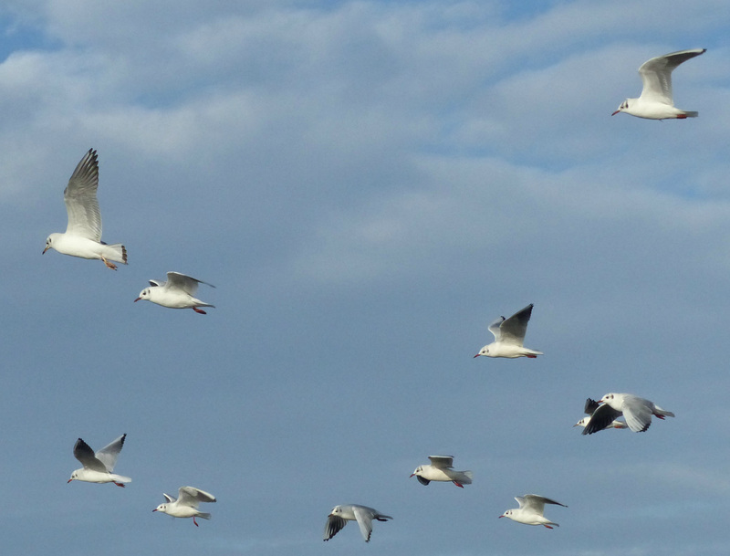 The Freedom of Gulls (1) - 13 January 2015