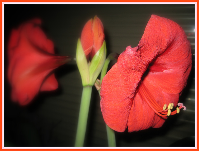 96/365 - Amaryllis (Ritterstern)