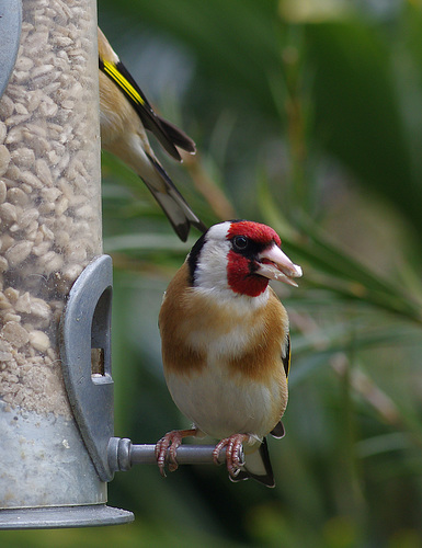 Goldfinch