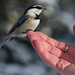 A change from a Black-capped Chickadee