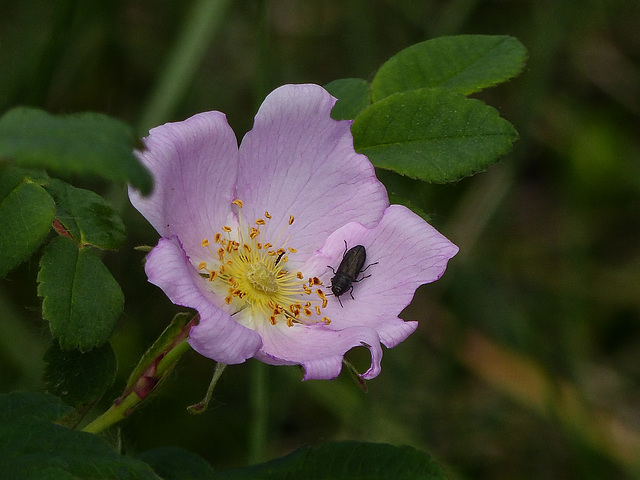 Wild Rose with beetle