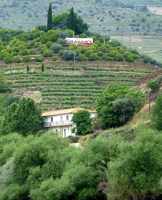 Terracing at a Graham's Quinta