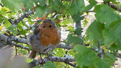 The Gazebo robin waiting to be fed