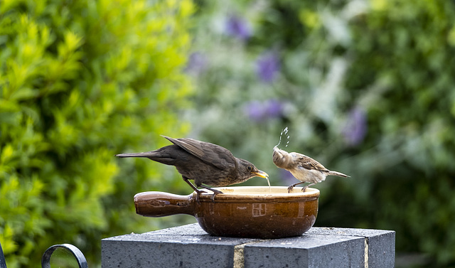 Drinking Acrobatics