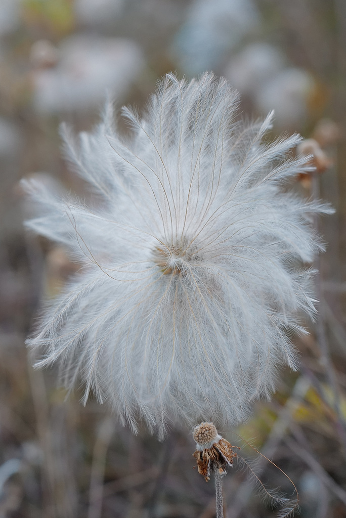 Dryas drummondii, Canada