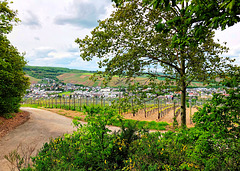 Bachemer Weinberge