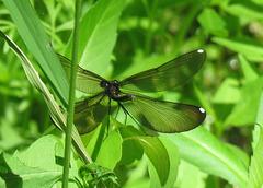 Ebony Jewelwing, female