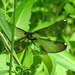 Ebony Jewelwing, female