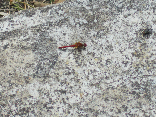 oaw[I] / hin[22] - red damselfly or darter