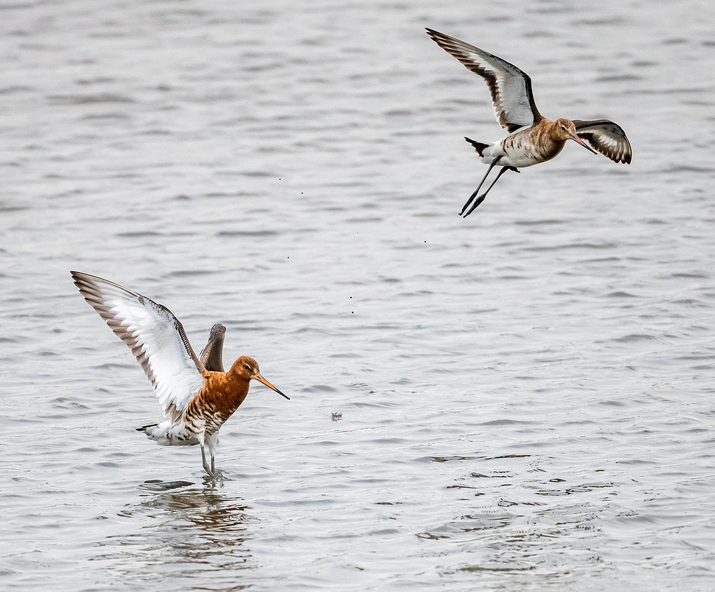 Black tailed godwit