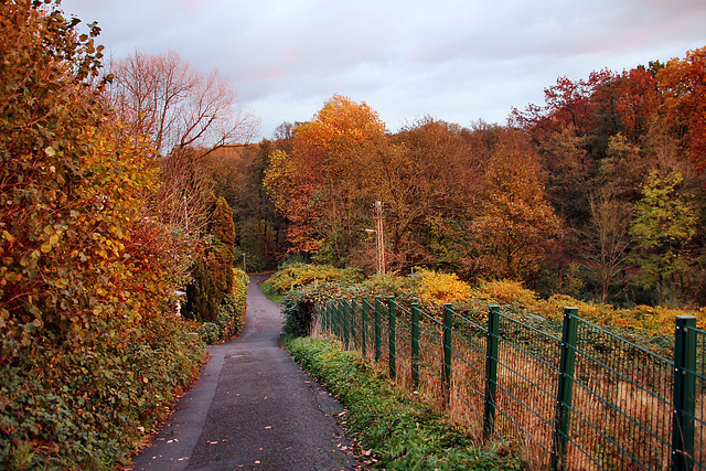 Weg am Kötterberg (Bochum-Grumme) / 11.11.2023