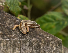 Common lizard