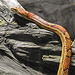 20230728 3338CPw [D~HF] Kornnatter (Pantherophis guttatus), Tierpark Herford
