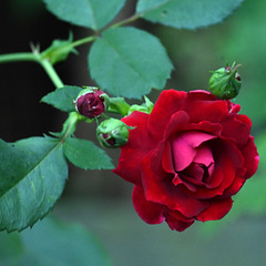 ROSE-CHAMPLAIN 2